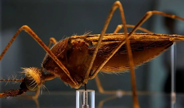 An Anopheles mosquito in the new Darwin Centre at the Natural History Museum. (REUTERS)