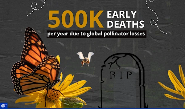 500,000 early deaths per year due to global pollinator losses