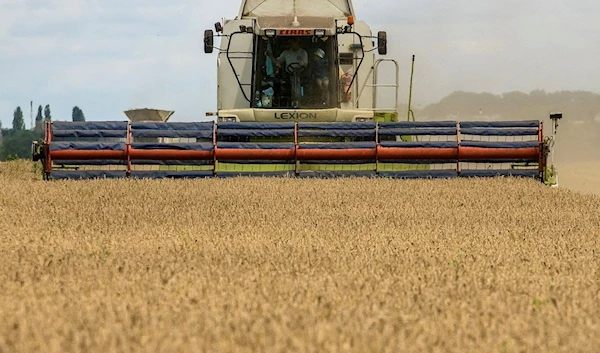 A combine harvests wheat in a field near the village of Zgurovka, in Kiev region, Ukraine August 9, 2022 (Reuters).