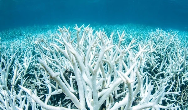 Bleached coral on Australia's Great Barrier Reef near Port Douglas. (Reuters)