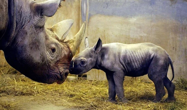 Kansas City Zoo's new baby rhinoceros. (DAVID PULLIAM/THE ASSOCIATED PRESS)