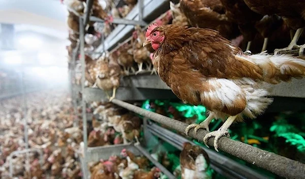 A chicken facility (Anadolu Agency)