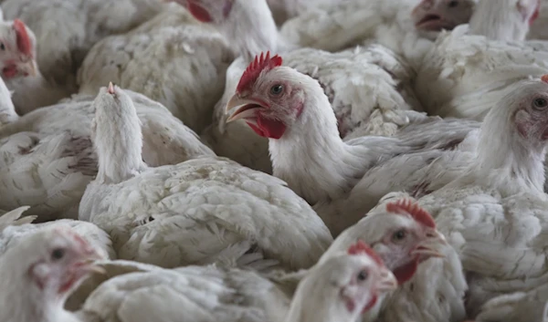 Bird flu detected in 11% of South Africa's farms