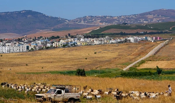 Lebanese shepherd Ali Yassin Diab, right, shepherds his cattle flock on the Lebanese side of the Lebanese-Palestenian border in the southern village of Wazzani with border village Ghajar in the background, Lebanon, Tuesday, July 11, 2023 (AP)