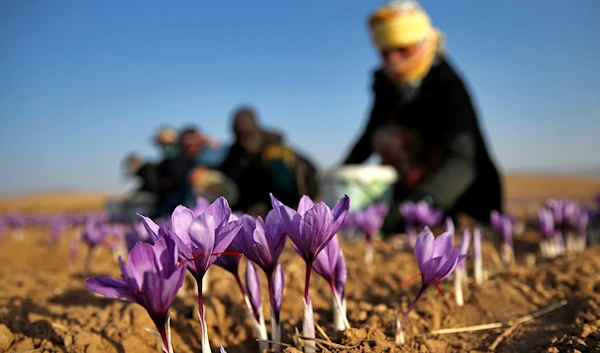 An Iranian farm worker harvests saffron flowers just outside the city of Torbat Heydariyeh, southeastern Iran on October 31, 2016. (AP)