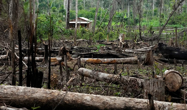 Trees lie in a deforested area in front of a house in the Chico Mendes Extractive Reserve, in Xapuri, Acre state, Brazil, Tuesday, Dec. 6, 2022 (AP Photo/Eraldo Peres)