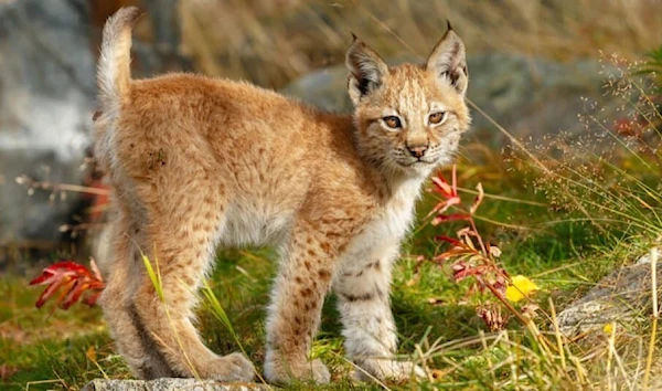 Lynx cat