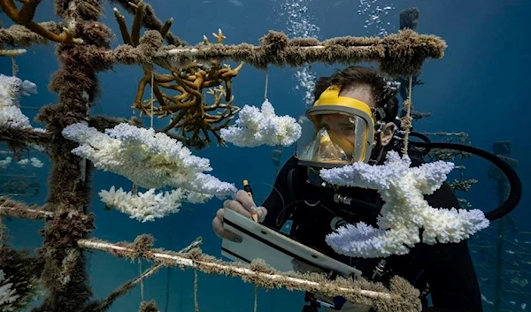 A diver examines one of the coral nurseries on the coral reefs of the Society Islands in French Polynesia. (AFP)