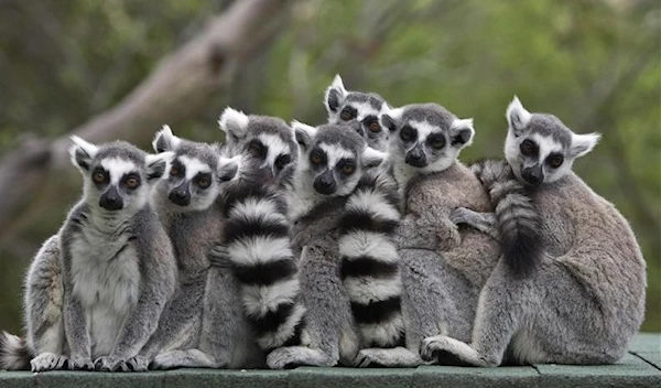 Group of endangered dancing lemurs (Reuters)