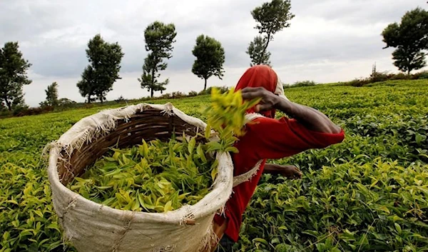 A woman picking tea in the capital of Kenya, Nairobi in January 2012 (Reuters)