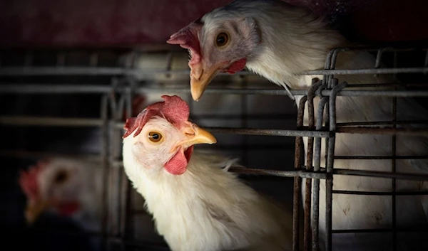 The World Health Organization has called for vigilance after the recent detection of bird flu in mammals, but has stressed that the risk to humans is low. (Reuters)