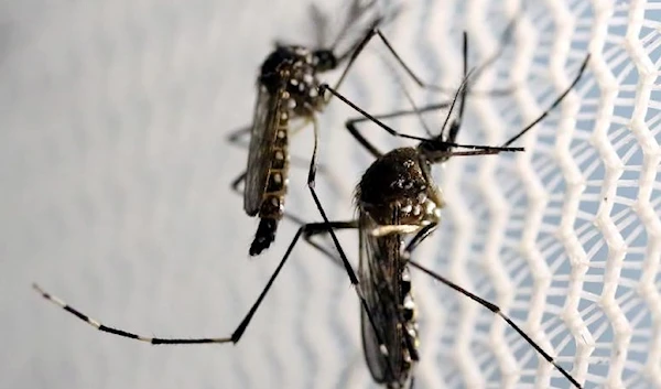 Aedes aegypti mosquitoes are seen inside Oxitec laboratory in Campinas, Brazil, February 2, 2016. (Reuters)