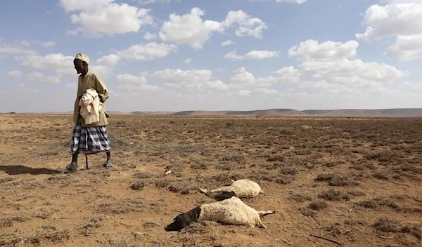 A man walks past the carcass of sheep that died from the El Nino-related drought in northern Somalia's, April 7, 2016.(Reuters)