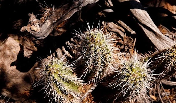 Arizona hedgehog cactus, an endangered variety, is seen in the Oak Flat recreation area outside Superior, Arizona. (Reuters)