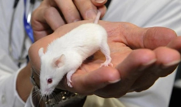 Human brain tissue blobs have been implanted into the brains of rats. (AFP)