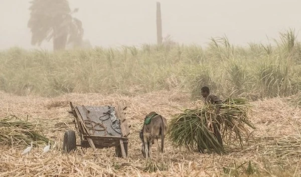 A farmer carries sugarcane in Egypt's southern city of Luxor. (AFP