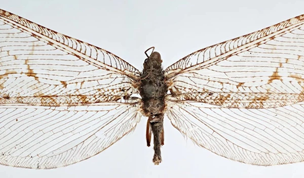 This giant lacewing was collected in Fayetteville, Arkansas by Michael Skvarla, director of Penn State’s Insect Identification Lab. (Michael Skvarla/Penn State)