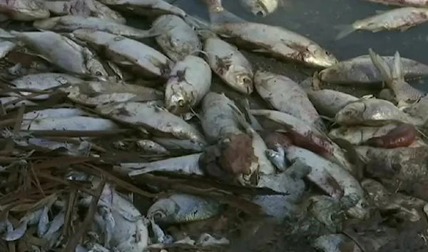 millions of dead and rotting fish have choked a wide stretch of river near a rural town in Australia.(Reuters)