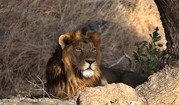 In this Sunday, March 15, 2020, an Asiatic lion sits at Gir Interpretation Zone - Devalia near Gir National Park and Wildlife Sanctuary, also known as Sasan Gir in Gujarat, India (AP).