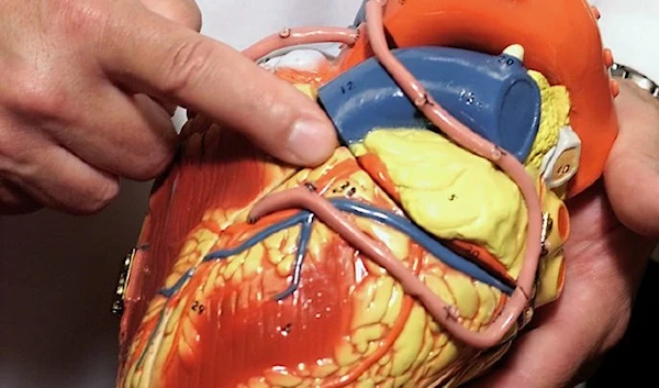 Hand points at a representation of a heart (AP).