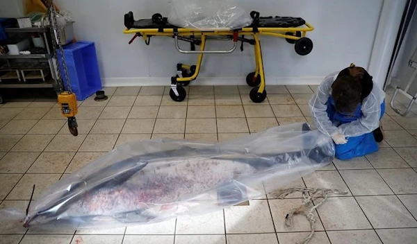 An expert at the Observatoire Pelagis packs in a bag the body of a dolphin, which was found dead on a beach, in a cold room at their marine research station in La Rochelle, France, February 14, 2020. (Reuters)