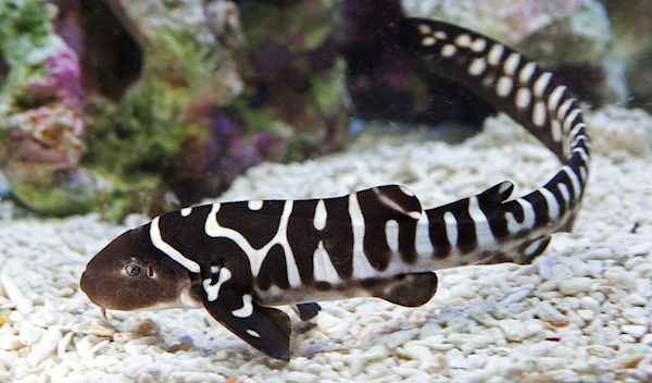 An image of a baby zebra shark taken in January 2016 (Creative Commons)