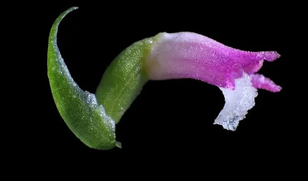 The rosy pink petals of Spiranthes hachijoensis. (Kobe University)