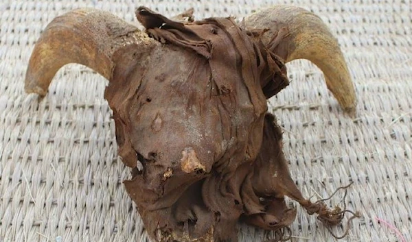 A mummified ram's head uncovered during excavation work at the temple of Ramesses II in Abydos, Sohag Governorate, Egypt, in this handout image released on March 25, 2023. (REUTERS)