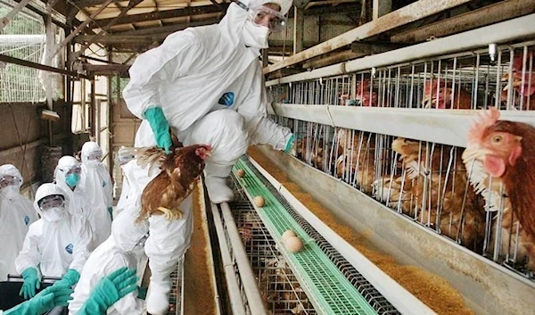 In this file photo dated June 27, 2005, a medical officer in protective suit rounds up chickens to be slaughtered at a farm in Mitsukaido city, Ibaraki prefecture, 60km northeast of Toyko. (AFP)