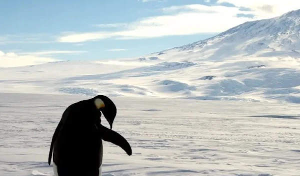 A foraging Emperor penguin preens on snow-covered sea ice around the base of the active volcano Mount Erebus, near McMurdo Station, the largest U.S. Science base in Antarctica, December 9, 2006. (Reuters)