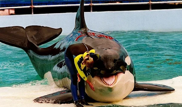 Trainer Marcia Hinton pets Lolita, an orca whale during a performance at the Miami Seaquarium, Nuri Vallbona (AP).