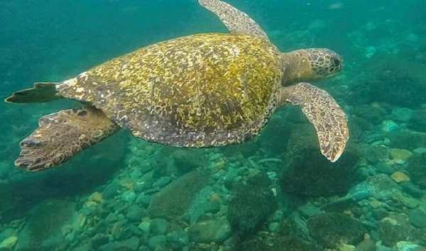 A green sea turtle (Chelonia mydas) swims near Gorgona Island in the Pacific Ocean off the southwestern Colombian coast. (AFP)