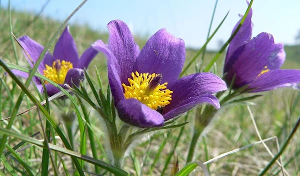 Britain's native plants surpassed in number by alien flora: study