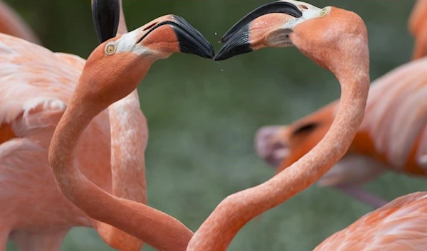 In this Friday, July 15, 2016, file photo, two American flamingos tussle in their exhibit space at Zoo Miami, Friday, July 15, 2016, in Miami. (AP)