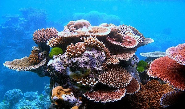 Study: Coral-eating fish feces may act as ‘probiotics’ for reefs