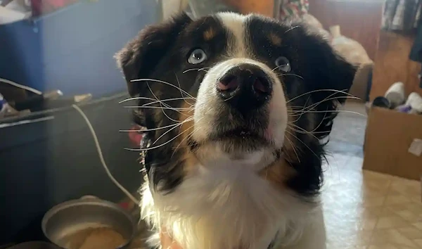 Nanuq, the one-year-old Australian shepherd, after it was returned to Gambell, Alaska. (AP)