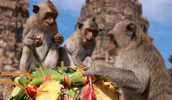 Sri Lanka considers selling endangered macaques to China