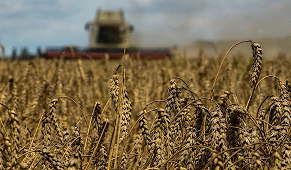 A picture of wheat in a field near the village of Zghurivka, Ukraine on August 9, 2022 (Reuters)