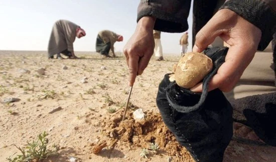 Mushroom pickers in Syria