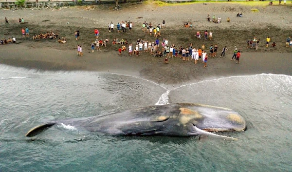 Villagers look at a dead sperm whale that stranded at Yeh Malet beach, in Klungkung, on April 5, 2023 (AFP)