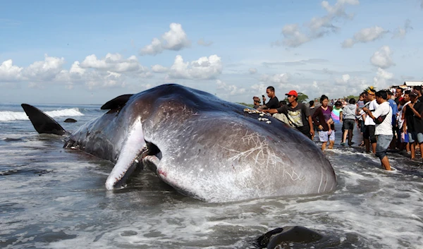 A beached sperm whale in Bali, Indonesia, March 14, 2016 (AP)