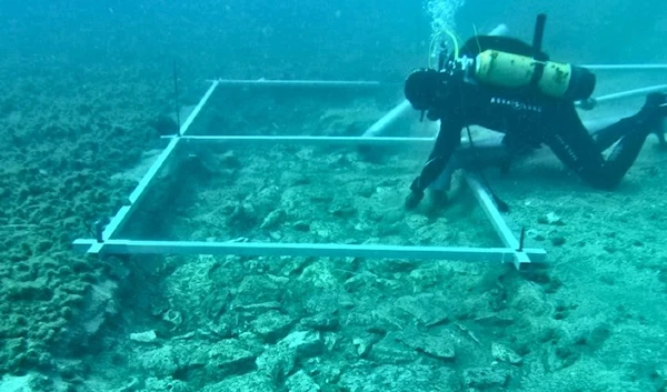 A diver investigating the underwater road off the island of Korčula. (University of Zadar/Facebook)