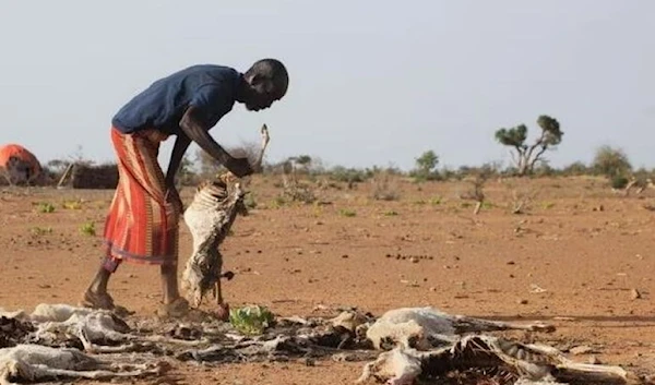 Dhicis Guray, an internally displaced Somali man, attends to the carcass of his dead livestock following severe droughts near Dollow, Gedo Region, Somalia May 26, 2022. (Reuters)