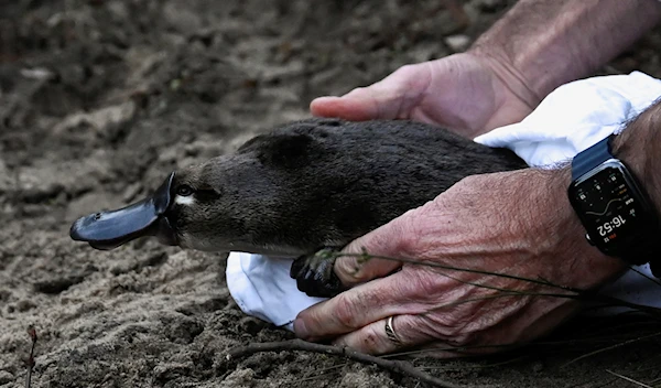 [1/5] A platypus is released by CEO of Taronga Zoo Cameron Kerr and Scientists back into Sydney's Royal National Park for the first time in over fifty years, in Sydney, Australia, May 12, 2023 (Reuters)