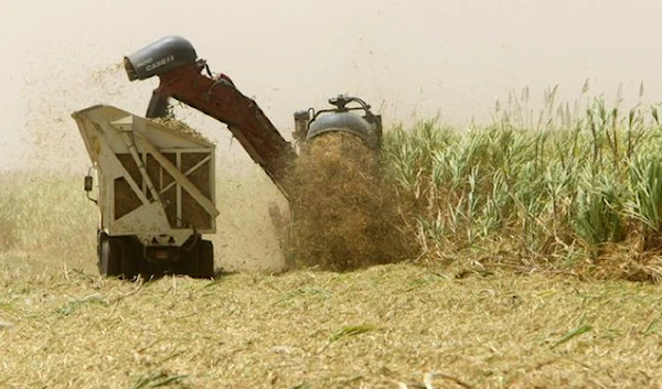 Kenya suspends two dozen officials over contaminated sugar