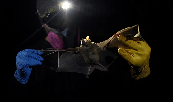 A researcher for Brazil's state-run Fiocruz Institute holds a bat captured in the Atlantic Forest, at Pedra Branca state park, near Rio de Janeiro, Tuesday, Nov. 17, 2020. (P)