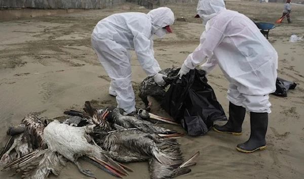 Municipal workers collect dead pelicans on Santa Maria beach in Lima, Peru 25 April 2023 (AP)