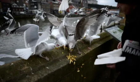 Gulls may be watching us to choose what they eat