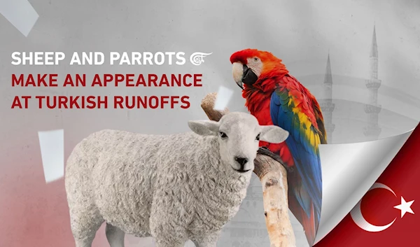 Sheep and parrots make an appearance at Turkish runoffs