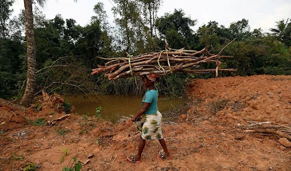 A woman carries firewood next to a stream polluted by gold mining waste in Nsuaem district, in Ghana on November 23, 2018 (Reuters)